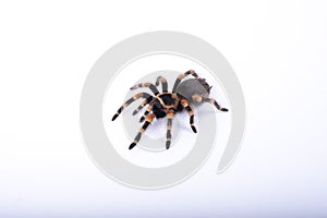 Big Spider tarantula crawling. Halloween concept. Closeup big scary spider brachypelma smithi