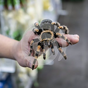 Big spider tarantula sits crawling on the man`s arm