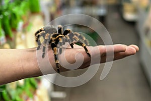 Big spider tarantula sits crawling on the man`s arm