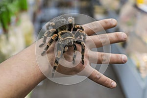 Big spider tarantula sits crawling on the man`s arm