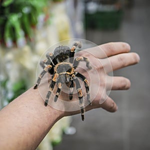 Big spider tarantula sits crawling on the man`s arm