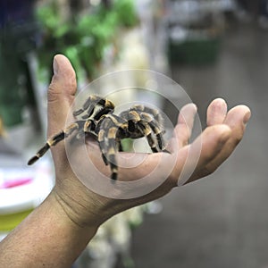 Big spider tarantula sits crawling on the man`s arm