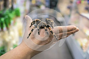 Big spider tarantula sits crawling on the man`s arm