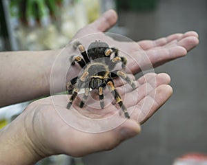 Big spider tarantula sits crawling on the man`s arm