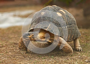 Big spider tortoise close up