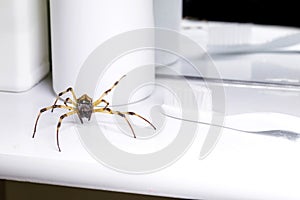 Big spider walking inside a bathroom sink, venomous animal, pest control concept, need for detection