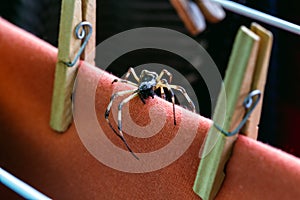 Big spider walking over clothes on the clothesline