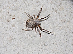 big spider on the wall