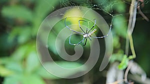 Big spider on web
