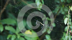 Big spider on web