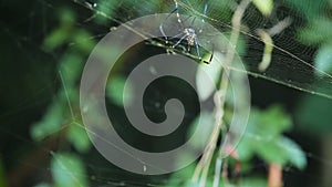 Big spider on web