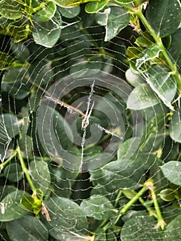 A big spider web on the bushes and a spider on it