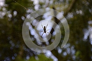 Big spider on the web close-up. Puerto Iguazu, Argentina photo
