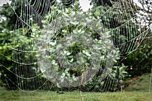 Big spider web in garden