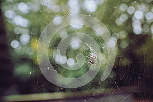 Big spider in a web  on a green blurred background in fall, film effect