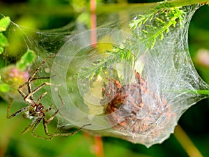 Big spider and web on leaves.