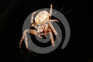 A big spider web in the night.