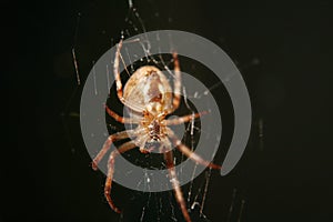 A big spider web in the night.