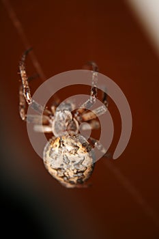 A big spider web in the night.