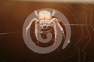 A big spider web in the night.