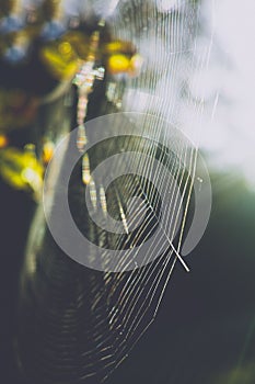 Big spider web on a tree