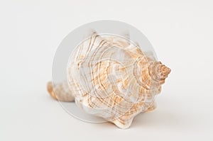 Big spiral sea shell closeup