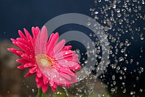 Big Splash on Pink Gerber Daisy