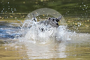 Big splash by young german mastiff in water lake