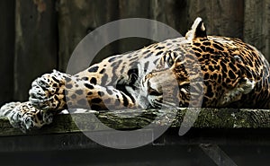 Sad Leopard in captivity photo