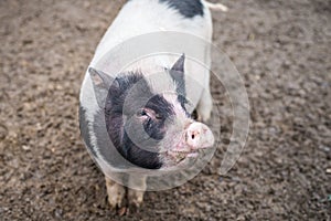 Big spotted pig looking at the frame