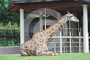 Big spotty giraffe