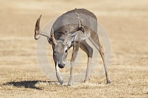 Big Spread Whitetail Buck in Rut