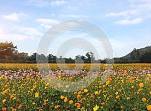 Big Spring Fields Concept. Meadow with Blooming Pink, Orange, White Cosmos Flowers in Spring Season at The Corner with Copyspace