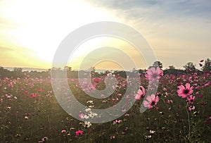Big Spring Fields Concept. Meadow with Blooming Pink and White Cosmos Flowers in Spring Season at The Corner with Copyspace