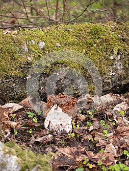 Big spring Morchella mushroom with a brown hat standing on the background of dried leaves