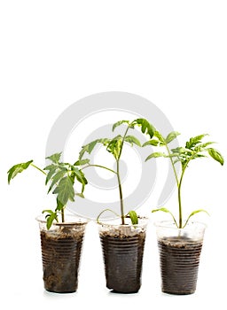 Big sprout grows in a plastic cup and one hundred dollars next to it on brown wooden background