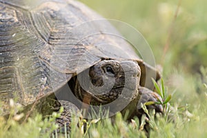 Big spur thighed turtle Testudo graeca in the grass