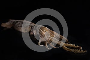 Big squid, calamary on a black background