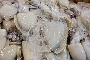 Big Squid The ice in the Market