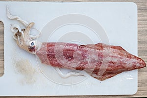 Big Squid or Octopus