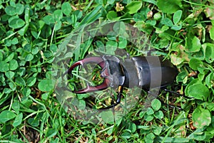 Big stag beetle in the meadow