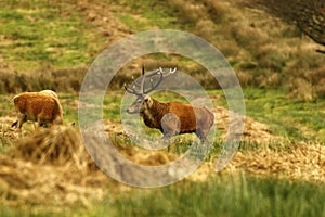 Big Stag, Red Deer during the rut