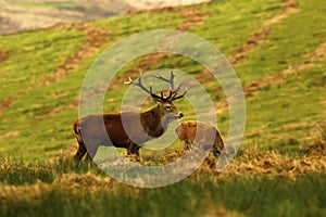 Big Stag, Red Deer during the rut