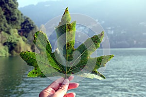 Big star design leaf on human hand