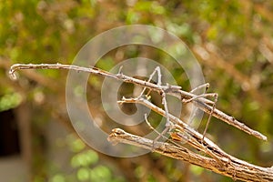 Big Stick Insect in Zanzibar