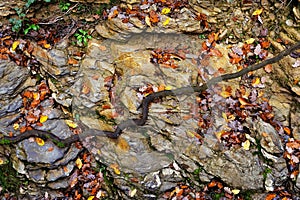 Veľký kameň s jesenné lístie v lese