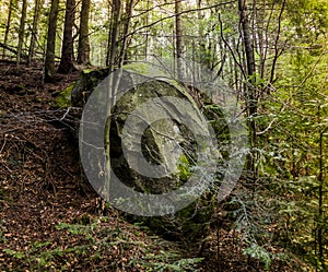 Big stone in the forest at the place of death of fighter of Ukrainian Insurgent Army UPA with inscribed years of life 1898-1949,