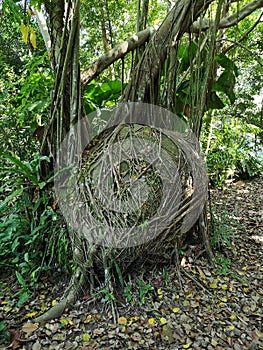 Big stone overgrown with tree roots stock photo