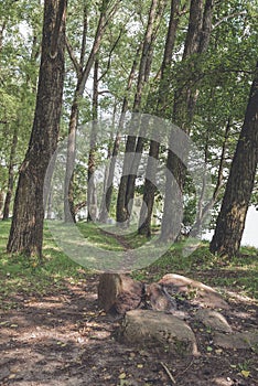 Big stones in the park in the shadow of green dressings. Beautiful landscape of summer forest