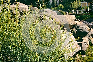 Big stones in the park. View of ornamental bushes against the background of a pile of large natural stones